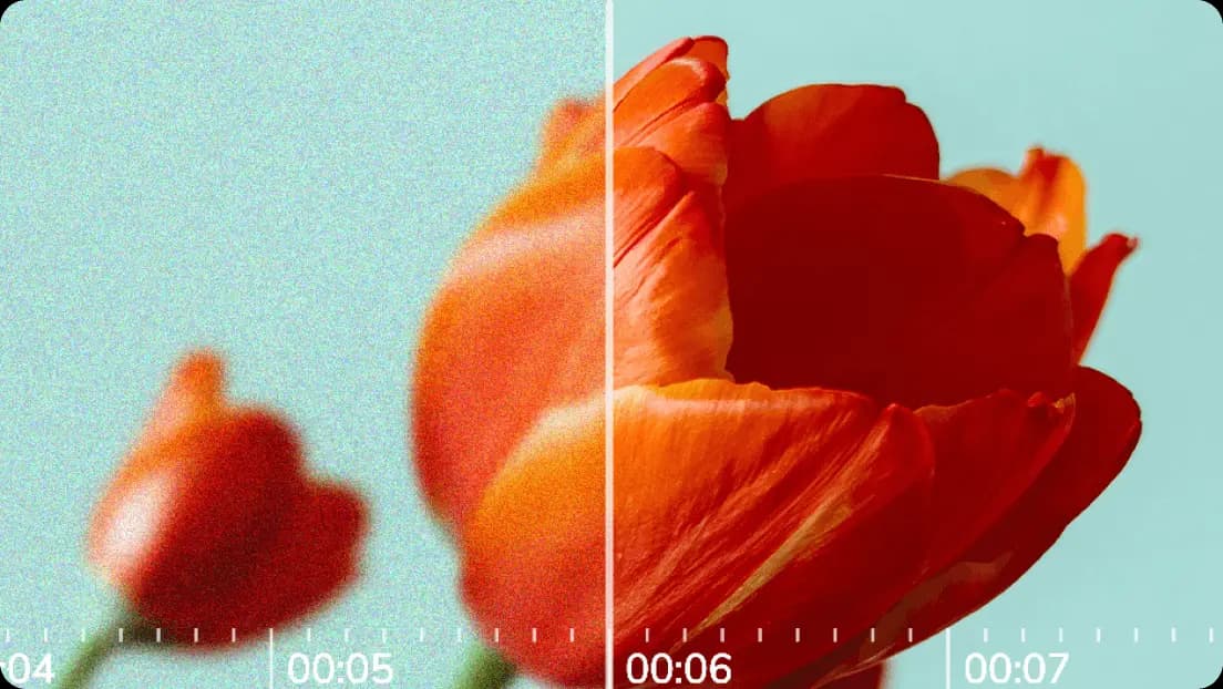 Flower video comparison with a blurred side and a clean detailed side