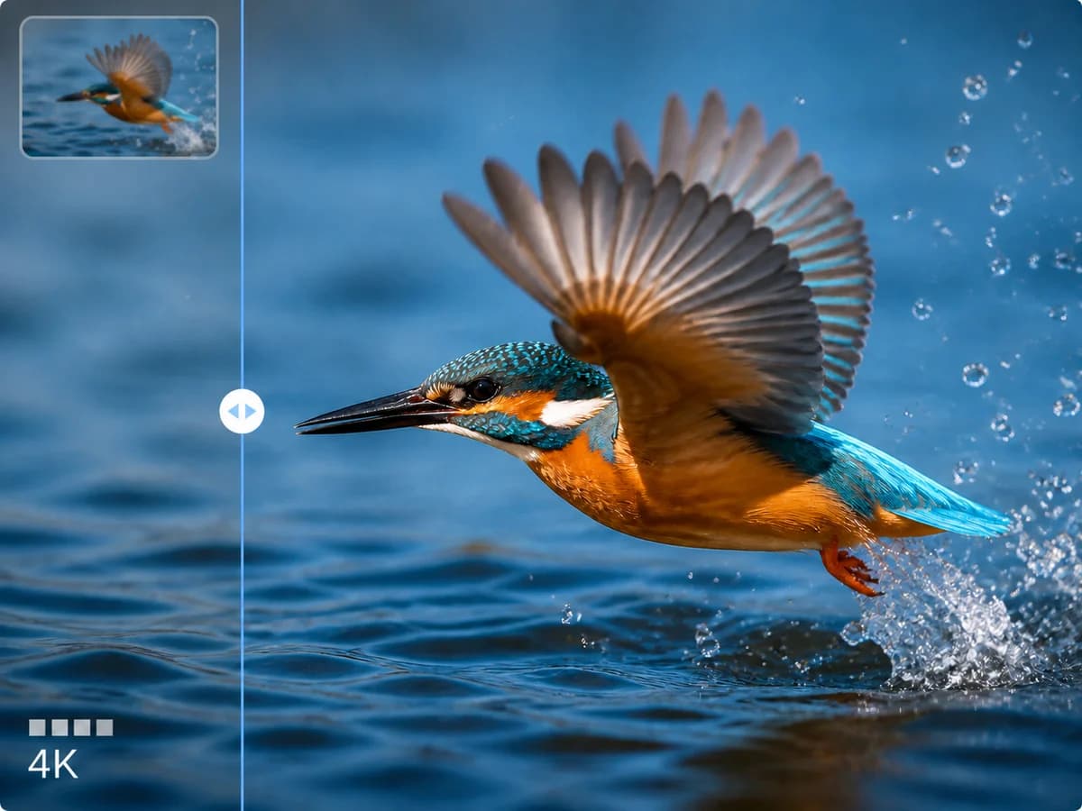 Sharp kingfisher video frame with a softer source inset and 4K comparison control